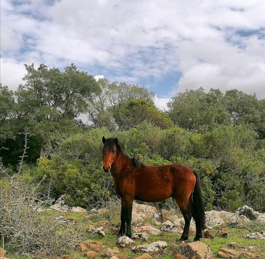 Sini Casa Susanna Rural Sardinia מראה חיצוני תמונה